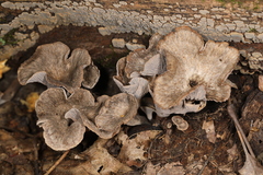 Craterellus foetidus