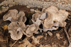 Craterellus foetidus