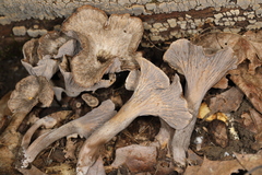 Craterellus foetidus