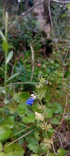 Salvia procurrens, photograph 3