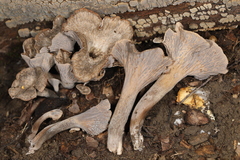 Craterellus foetidus
