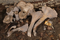 Craterellus foetidus