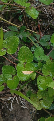 Salvia procurrens, photograph 4