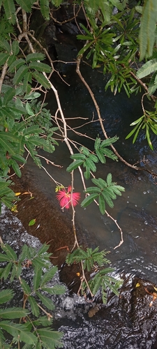 Calliandra tweediei