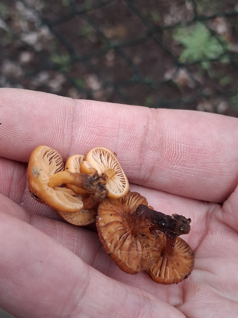 Flammulina velutipes · February 2026 · photo: © mangoblatt (iNaturalist, cc0)