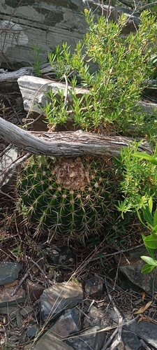 Parodia langsdorfii