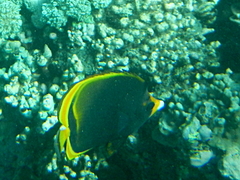 Chaetodon flavirostris