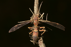 Ophiocordyceps humbertii