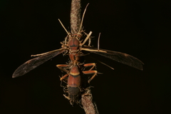Ophiocordyceps humbertii