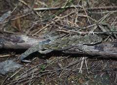 Diplodactylidae