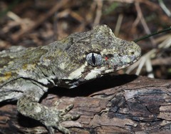 Diplodactylidae