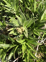 Lithospermum ruderale