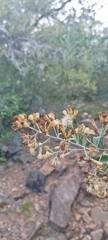 Moquiniastrum polymorphum