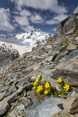 Ranunculus sericophyllus
