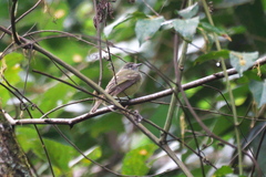 Phyllomyias griseiceps