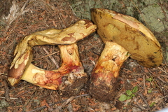 Butyriboletus brunneus