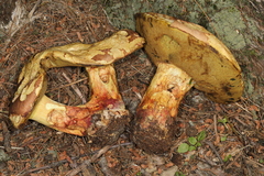 Butyriboletus brunneus