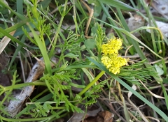 Lomatium bradshawii