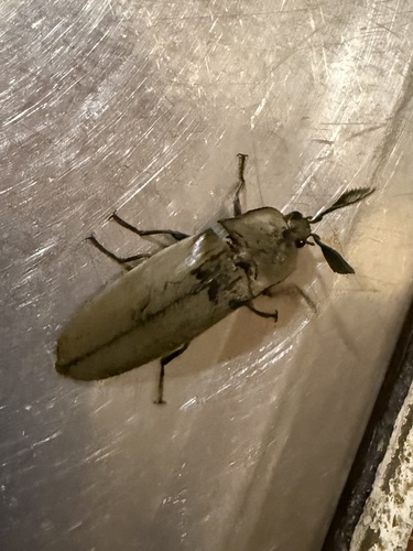 Giant Acacia Click Beetle