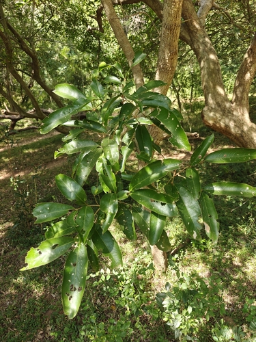 Lepisanthes tetraphylla observed 2026-02-20