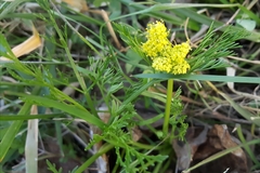 Lomatium bradshawii