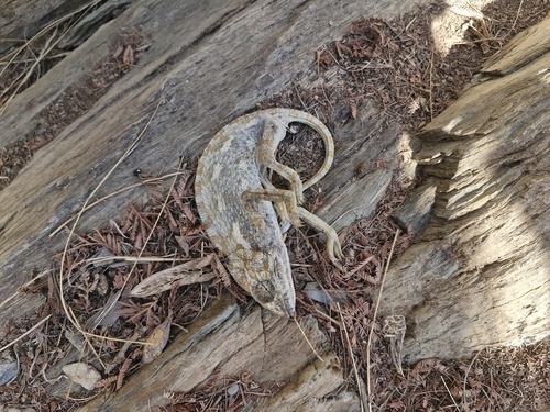 Chamaeleo chamaeleon orientalis