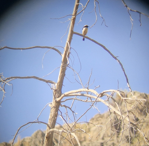 Arabian Wheatear