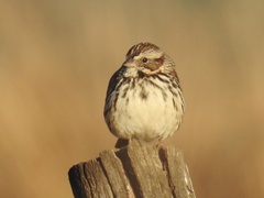 Xenospiza baileyi