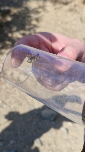 Stripe-eyed Lagoon Fly