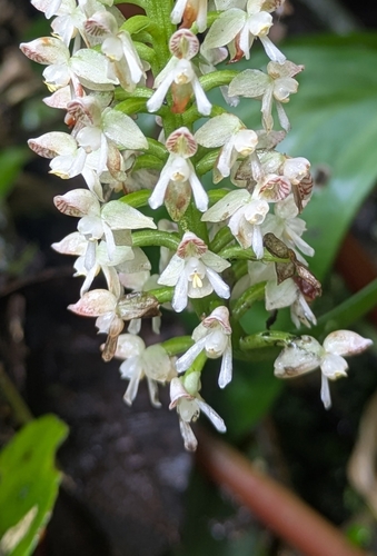 Cranichis ciliata, photograph 1