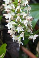 Cranichis ciliata