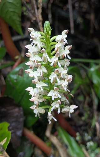 Cranichis ciliata, photograph 2