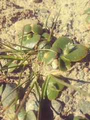 Lupinus densiflorus densiflorus