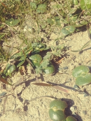 Lupinus densiflorus densiflorus