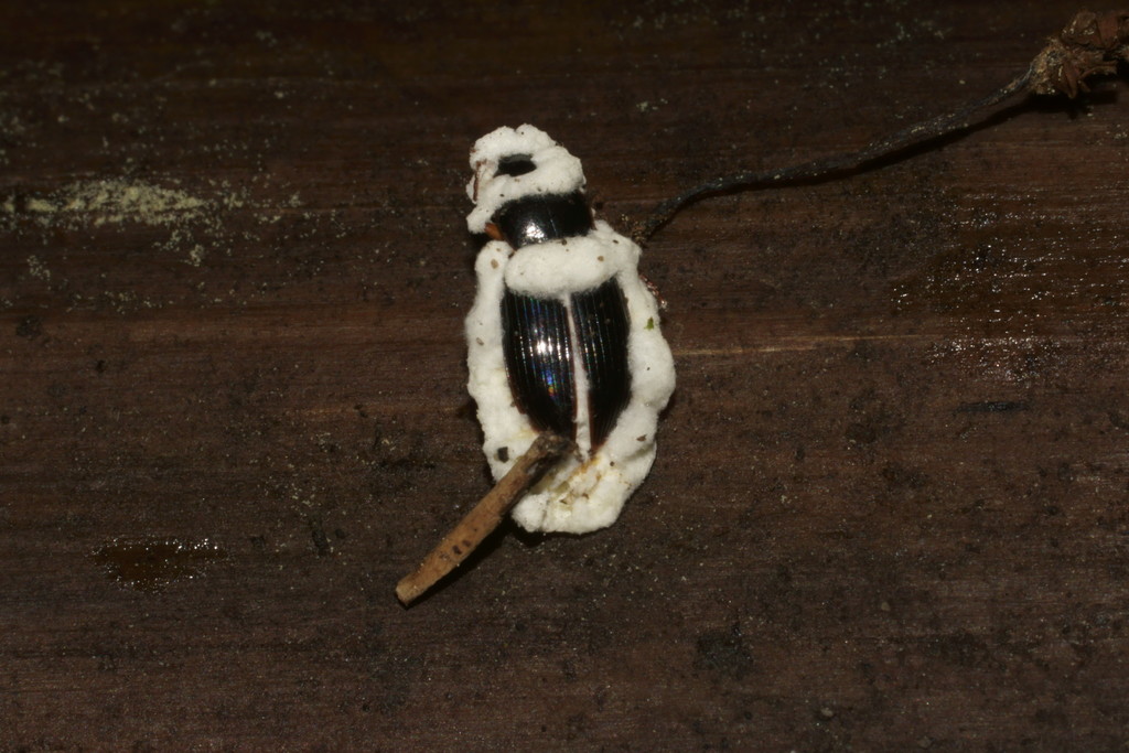 Beauveria brongniartii