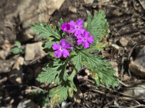 Plains Mock Vervain (Glandularia tumidula)
