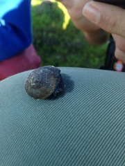 Xerarionta intercisa