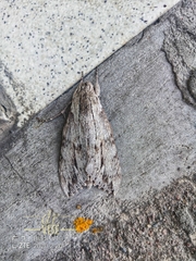 Erinnyis yucatana