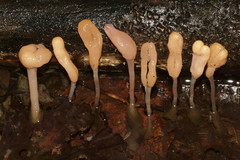 Mitrula lunulatospora