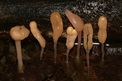 Mitrula lunulatospora