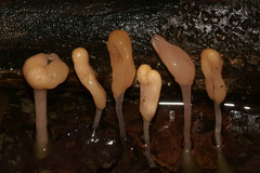 Mitrula lunulatospora