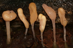 Mitrula lunulatospora