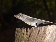 Anolis uniformis