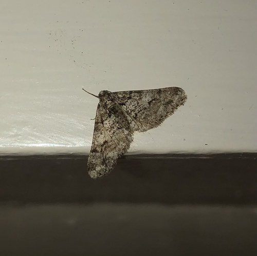 Spring Usher Moth, Heyendaalseweg, Nijmegen, Gelderland, NL, photo 7 of 10