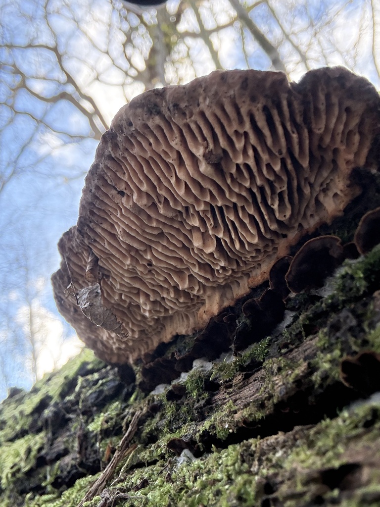 Fomitopsis quercina · February 2026 · photo: © cjoynson (iNaturalist, cc0)