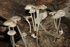 Resinomycena