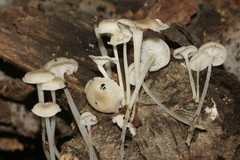 Resinomycena
