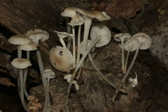 Resinomycena