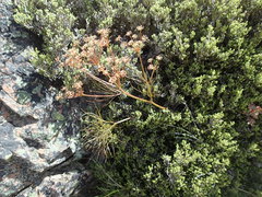Anisotome filifolia