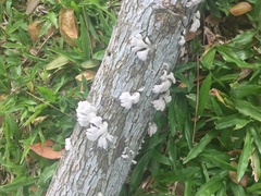 Schizophyllum commune